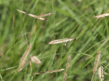 Blue grama grass