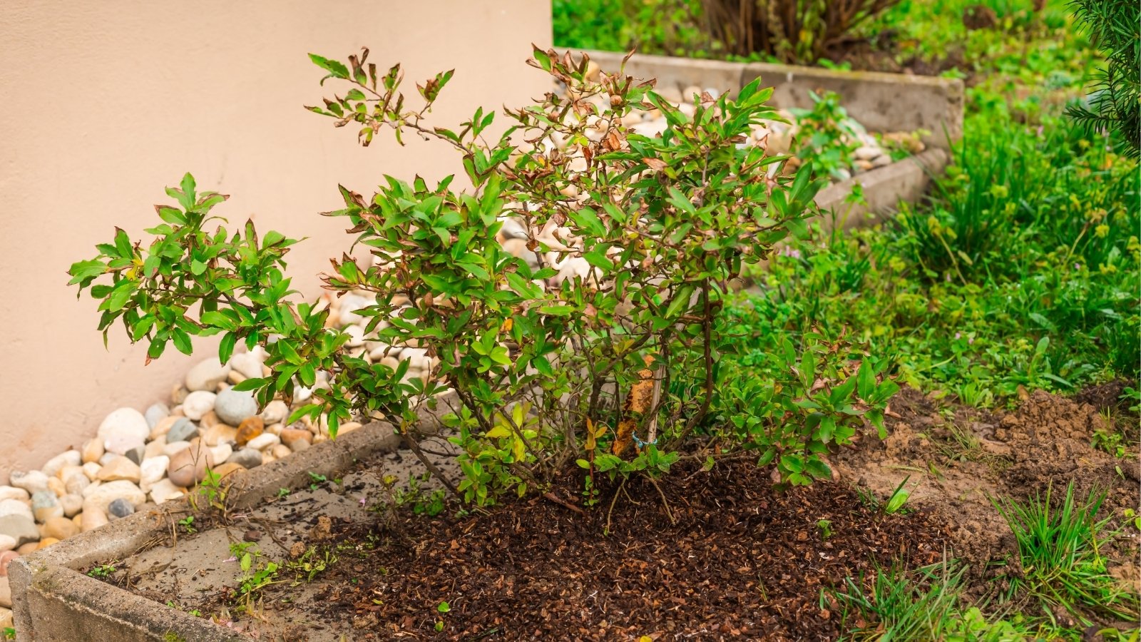 A close-up reveals a vibrant blueberry bush, its lush green leaves reaching out from delicate branches. Planted in rich brown soil amidst a garden landscape, it thrives alongside verdant grasses.