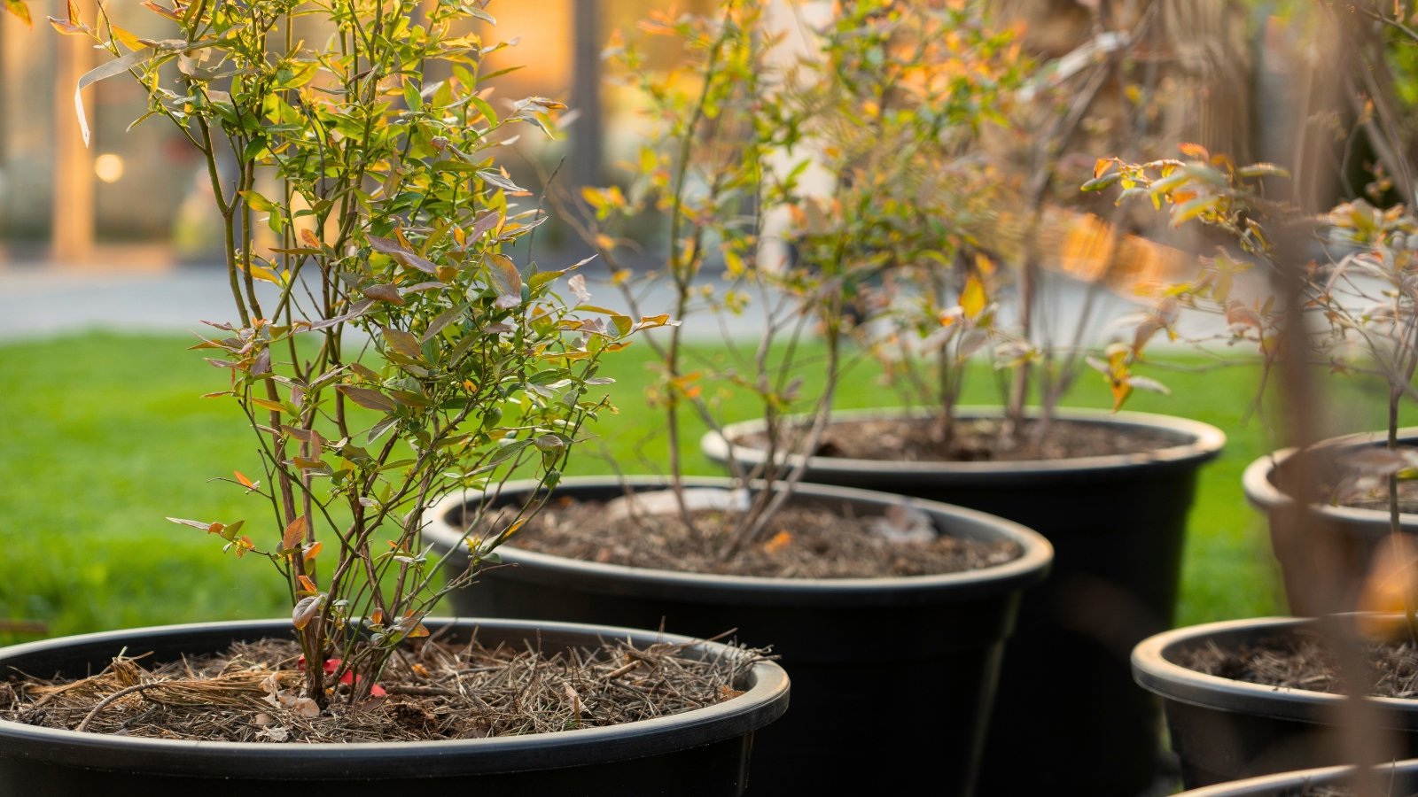 The young blueberry bushes in large black pots feature slender branches with clusters of vibrant green, oval leaves.