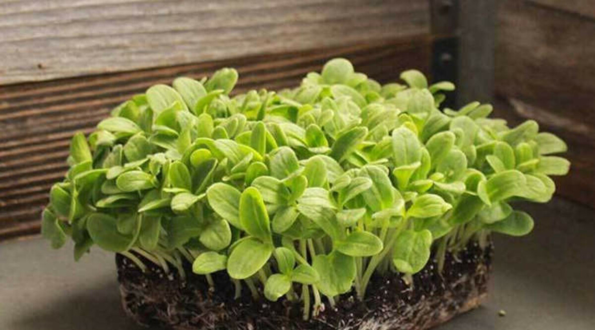 Borage microgreens