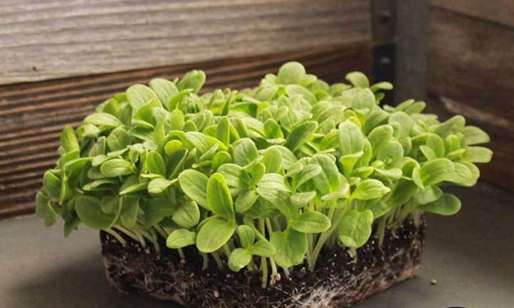 Borage microgreens