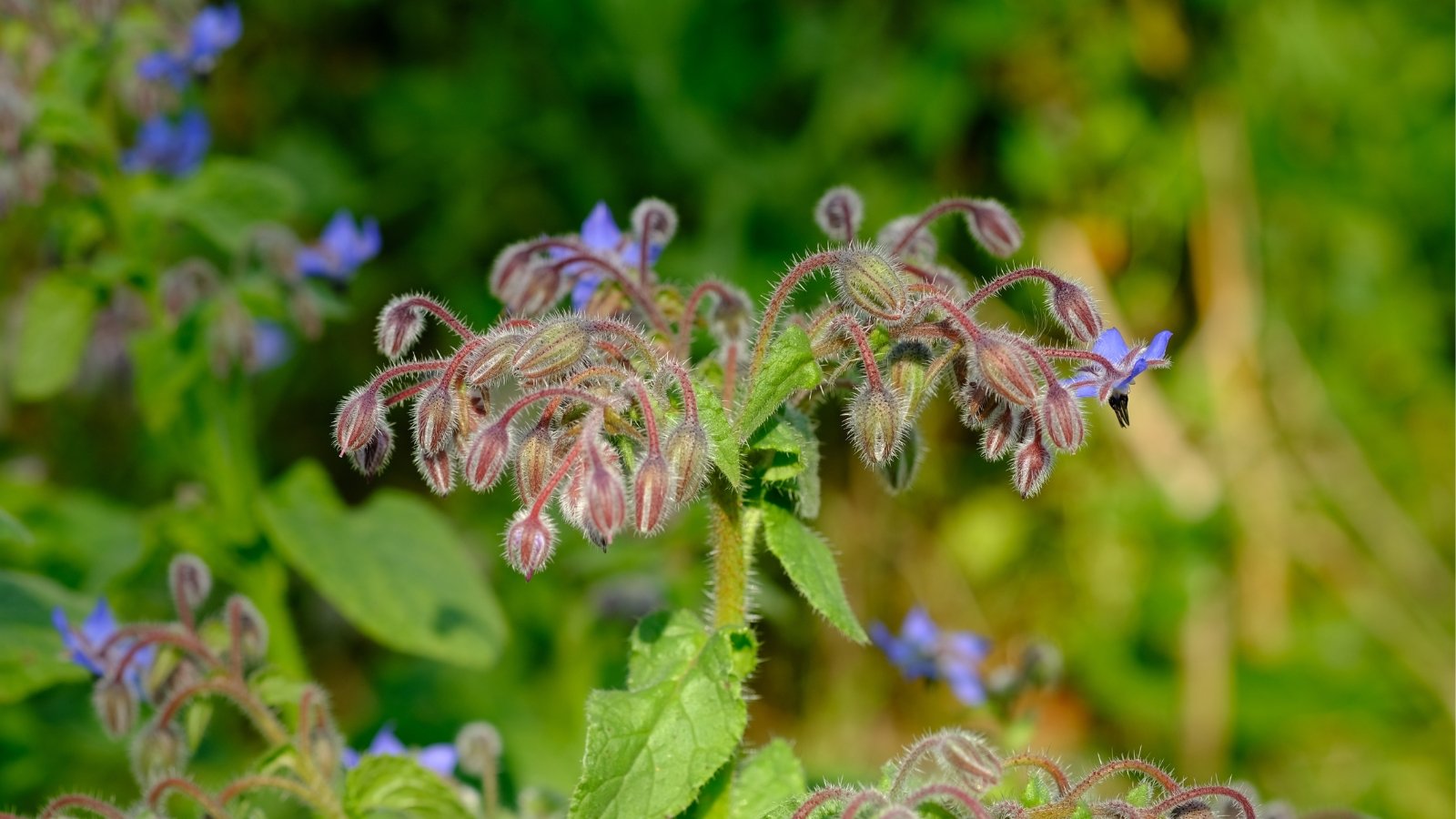 Fuzzy borage buds and leaves form a delicate cluster, their hues popping against the soft blur of surrounding foliage, nature's brushstrokes creating a serene backdrop.