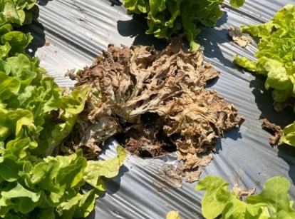 Sunlight illuminates fresh lettuce leaves arranged on a black plastic sheet, vibrant and green against the dark backdrop. However, one lettuce shows signs of botrytis crown rot, its leaves turning brown and wilting.