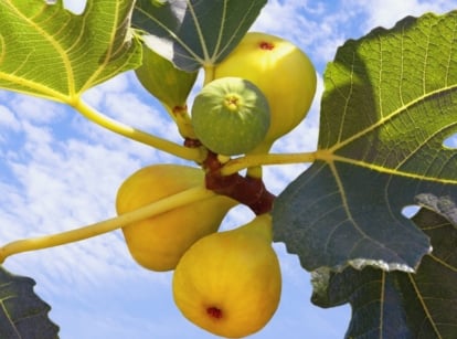 A Yellow Long Neck fig branch, adorned with ripe yellow figs and lobed leaves, fills the foreground. Behind it, the sky wears a cloak of clouds, lending a serene backdrop to the natural beauty of the scene.