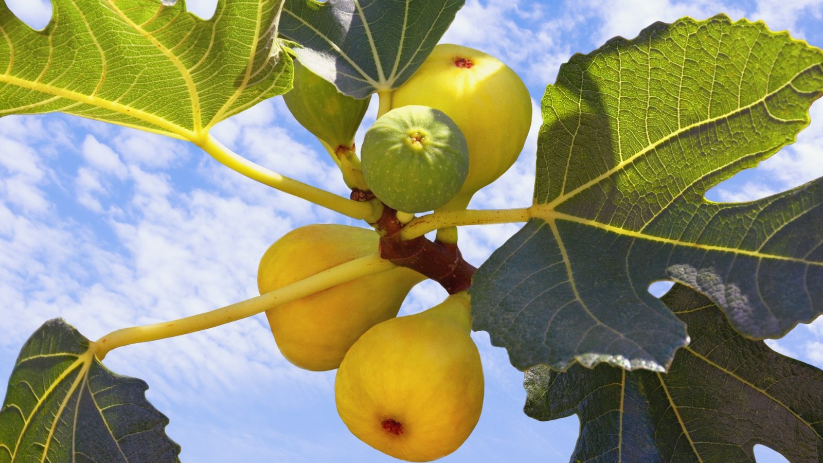 A Yellow Long Neck fig branch, adorned with ripe yellow figs and lobed leaves, fills the foreground. Behind it, the sky wears a cloak of clouds, lending a serene backdrop to the natural beauty of the scene.