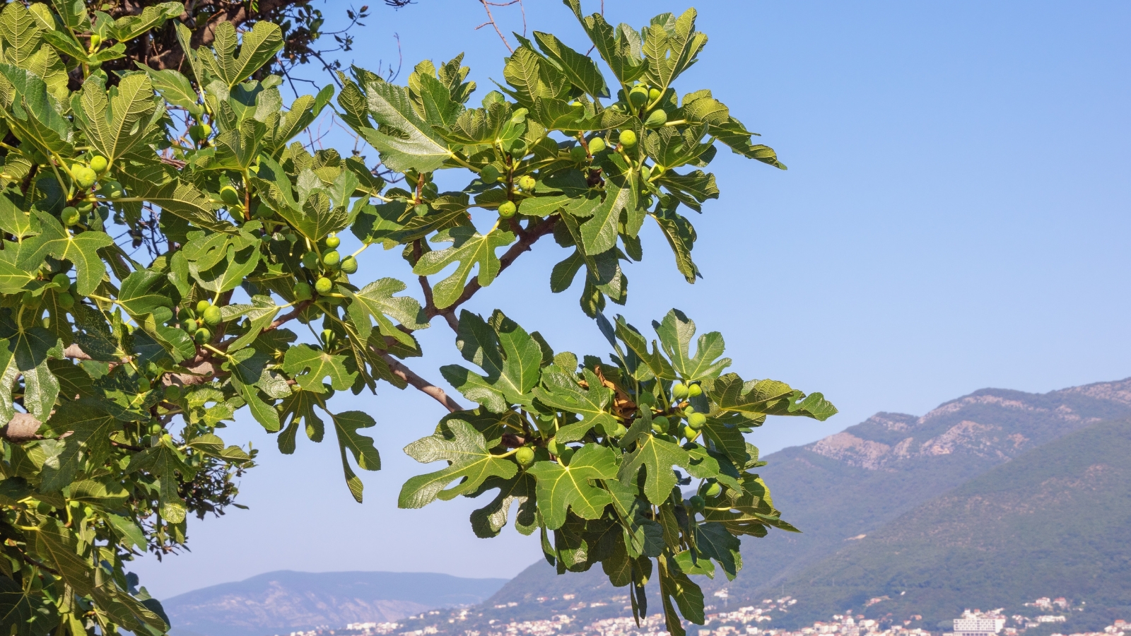 A vibrant Yellow Long Neck fig tree stands tall, its branches adorned with unripe figs, soaking in the warm sunlight. In the distance, majestic mountains paint the backdrop, casting a serene and picturesque scene of nature's beauty.