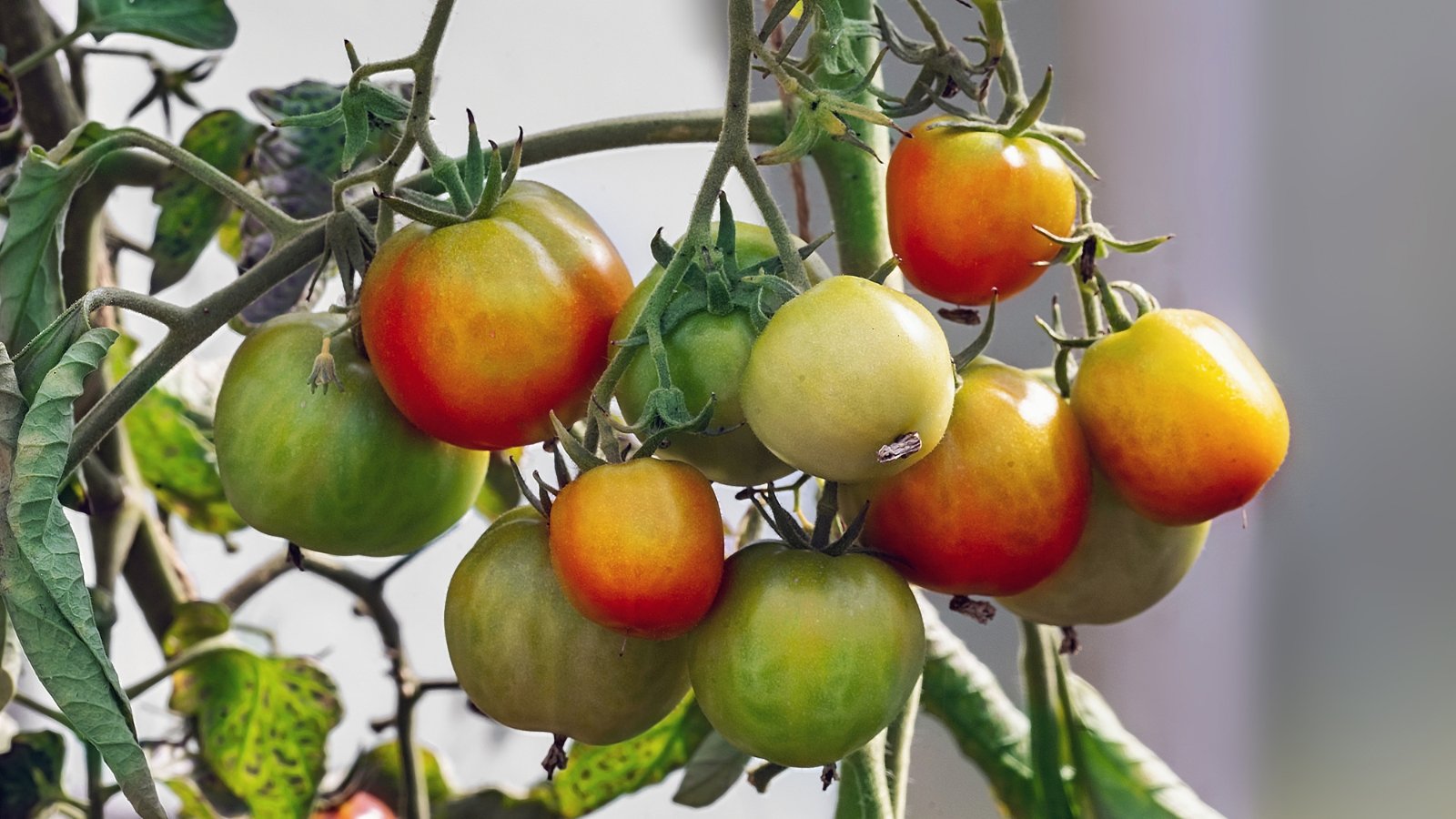 Orange and green 'Glacier' tomatoes dangle from vines, showcasing a vivid contrast of colors against the greenery of the plant.