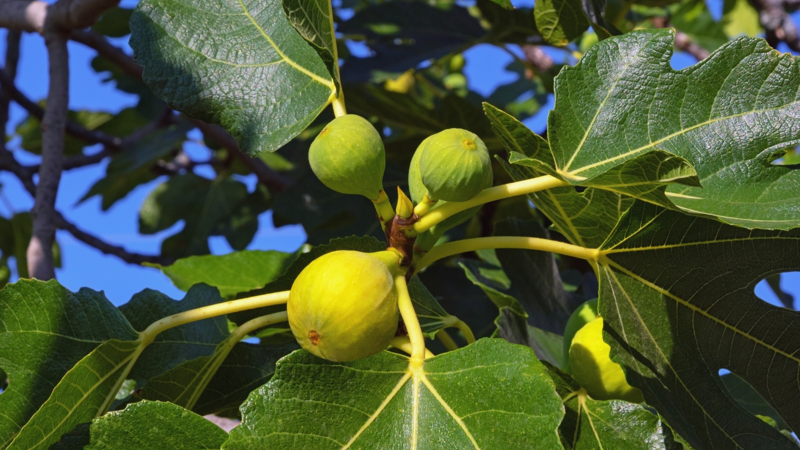 A cluster of small, green Yellow Long Neck figs nestles amidst lush leaves, soaking up the sunlight. In the background, blurred branches adorned with more foliage create a verdant tapestry of nature's abundance.