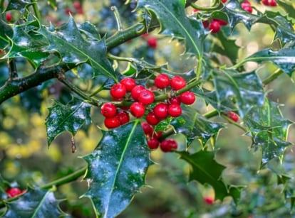 A close-up reveals the vibrant 'Nellie R. Stevens' holly tree, adorned with glossy, emerald leaves contrasted against ripe, red berries. Each leaf features pronounced, jagged edges, adding texture and depth to the tree's lush foliage.