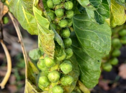 brassicas start february. Close-up of a growing Brussels sprouts plant in a garden with a blurred background. Brussels sprouts are characterized by their compact, round heads composed of tightly packed, miniature cabbage-like buds that grow along a thick, sturdy stalk. Each individual sprout resembles a miniature cabbage. The sprouts are arranged in a spiral pattern around the stalk, with larger ones toward the bottom and smaller ones toward the top.