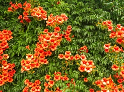 An abundant display of orange trumpet vine flowers creates a captivating scene, drawing the eye with their brilliant hues and delicate trumpet-like shapes. The surrounding leaves gracefully frame the profusion of blooms, adding a lush green backdrop.