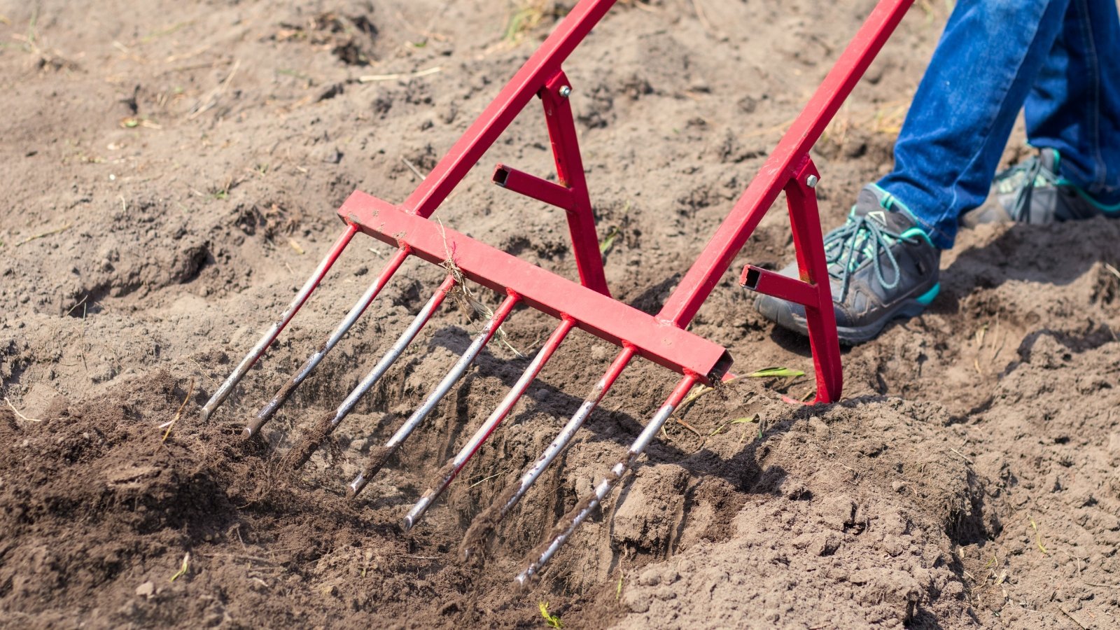 During the broadforking process, a gardener inserts the tool's tines into the soil and leans back, utilizing body weight to break up compacted earth, creating deep, loosened channels for soil aeration.