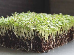 Broadleaf Batavian endive microgreens