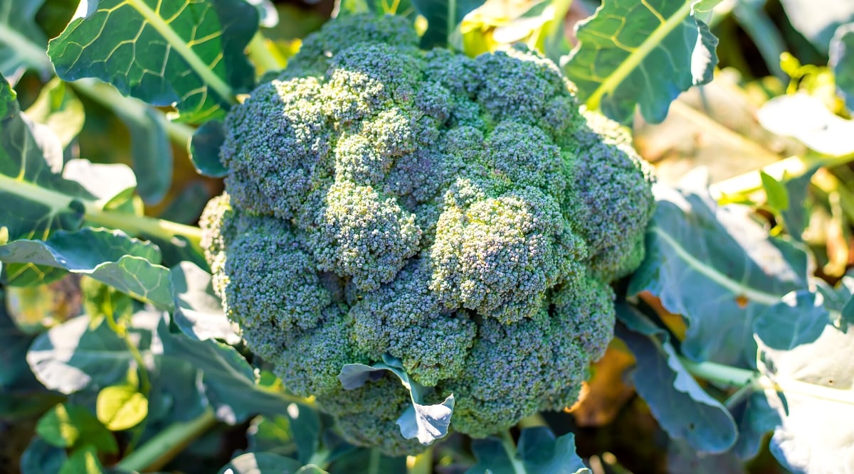 Close-up of a growing broccoli vegetable in a sunny garden. It is a cold season vegetable with a thick, edible stem that supports a cluster of dense, green flower buds. These flower buds form the edible "heads" of broccoli. The leaves are large, oval, oblong, with wavy ruffled edges, and pale green thick central veins.