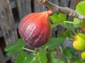 Close-up of brown turkey fig on a tree in the garden. The Brown Turkey fig is a deciduous tree bearing medium-sized, pear-shaped fruits with a purplish-brown skin. The tree itself boasts large, lobed leaves with a rich green hue.