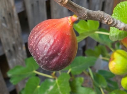 Close-up of brown turkey fig on a tree in the garden. The Brown Turkey fig is a deciduous tree bearing medium-sized, pear-shaped fruits with a purplish-brown skin. The tree itself boasts large, lobed leaves with a rich green hue.