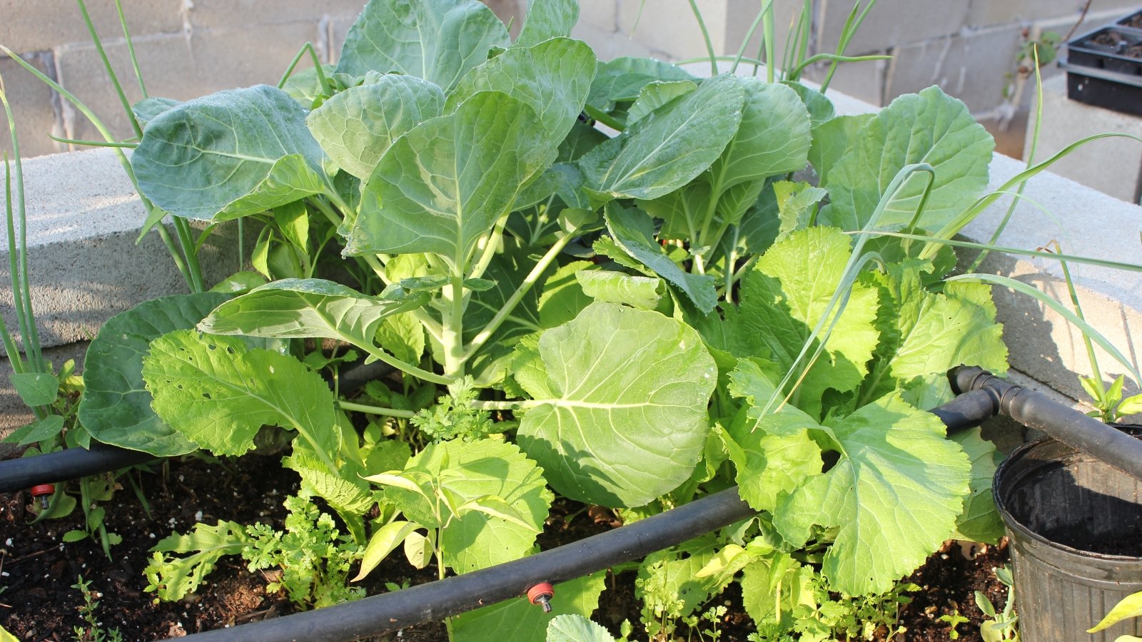 A close-up of Brussels sprouts plants with lush green leaves, growing in brown soil within a raised bed bordered by cement framing.