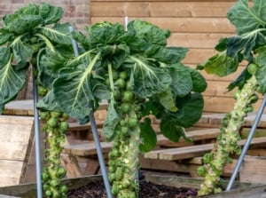 A close-up of vibrant brussels sprouts, showcasing sturdy stems and lush leaves, nestled in a wooden box against a backdrop of rustic wooden tables, chairs, and brick walls.
