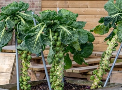 A close-up of vibrant brussels sprouts, showcasing sturdy stems and lush leaves, nestled in a wooden box against a backdrop of rustic wooden tables, chairs, and brick walls.
