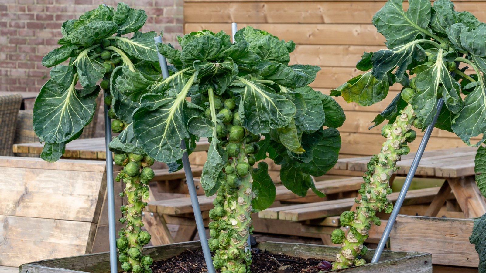 A close-up of vibrant brussels sprouts, showcasing sturdy stems and lush leaves, nestled in a wooden box against a backdrop of rustic wooden tables, chairs, and brick walls.