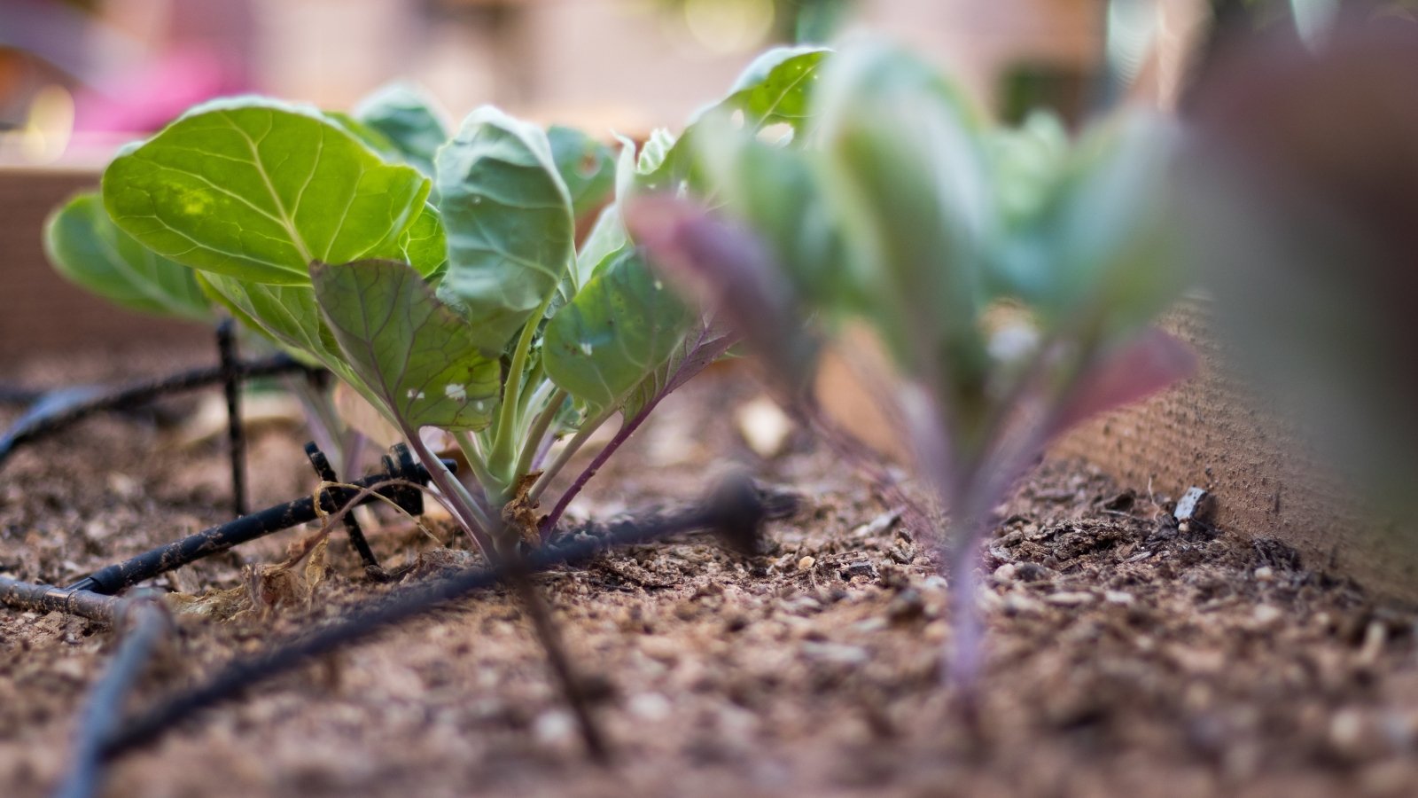 Lush green leaves of young brussels sprouts seedlings unfurl delicately, each veined leaf reaching toward the sunlight, nurtured by a drip irrigation system in a flourishing garden bed.