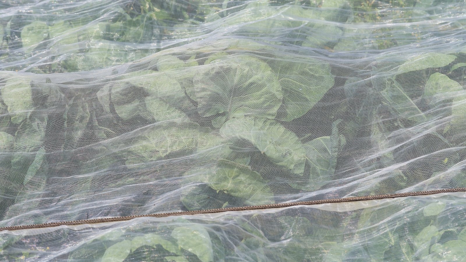 Protective nets envelop the vibrant foliage of brussels sprouts plants, shielding them from potential pests, while allowing the verdant leaves to thrive and the tender sprouts to develop undisturbed beneath their sheltering mesh.