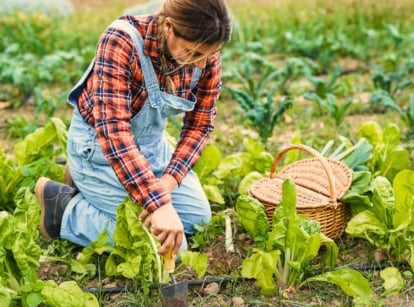 budget gardening. Close-up of a female gardener in denim overalls and a red plaid shirt digging soil in a garden bed using a garden trowel. The garden bed contains rows of Swiss Chard plants. Swiss chard plants showcase a vibrant and striking appearance with large, glossy bright green leaves and strong, succulent pale green stems.