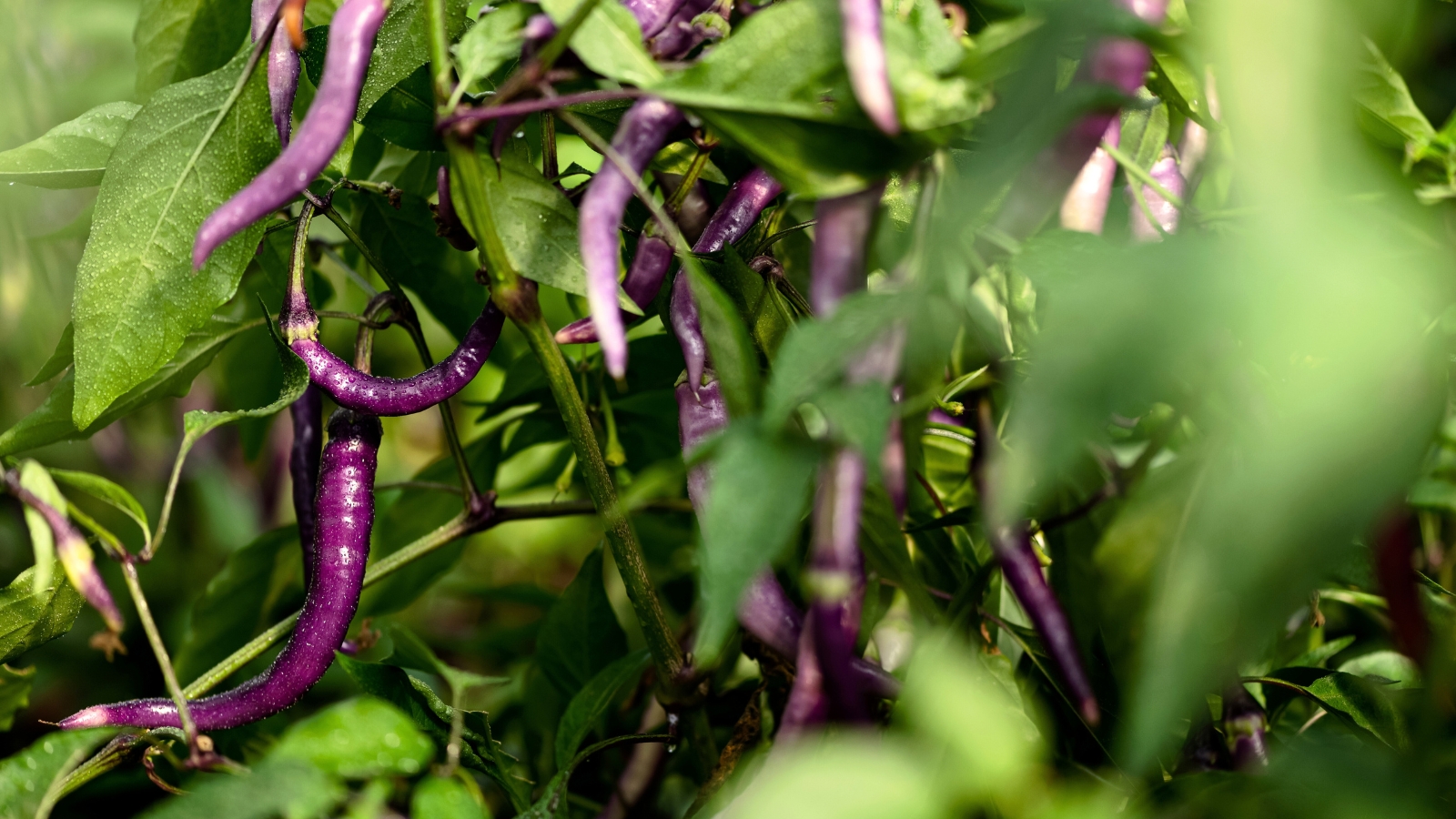 Close-up of Buena Mulata peppers displaying dark green foliage, complementing their elongated, deep purple slender fruits with shiny thin skin and tapered tips.