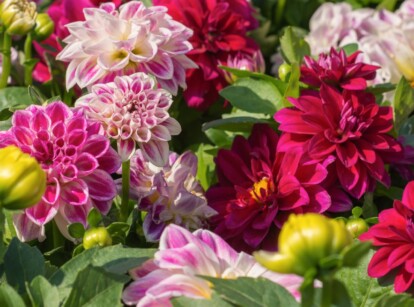 A close-up of beautiful dahlias flowers reveals their intricate pink and dark red blooms, with delicate, serrated petals that seem to cradle sunlight. Lush, green leaves provide a vibrant backdrop, their glossy surfaces reflecting the play of shadows and light.