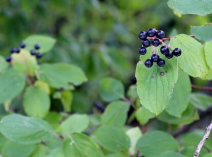 Bunch of common buckthorn berries