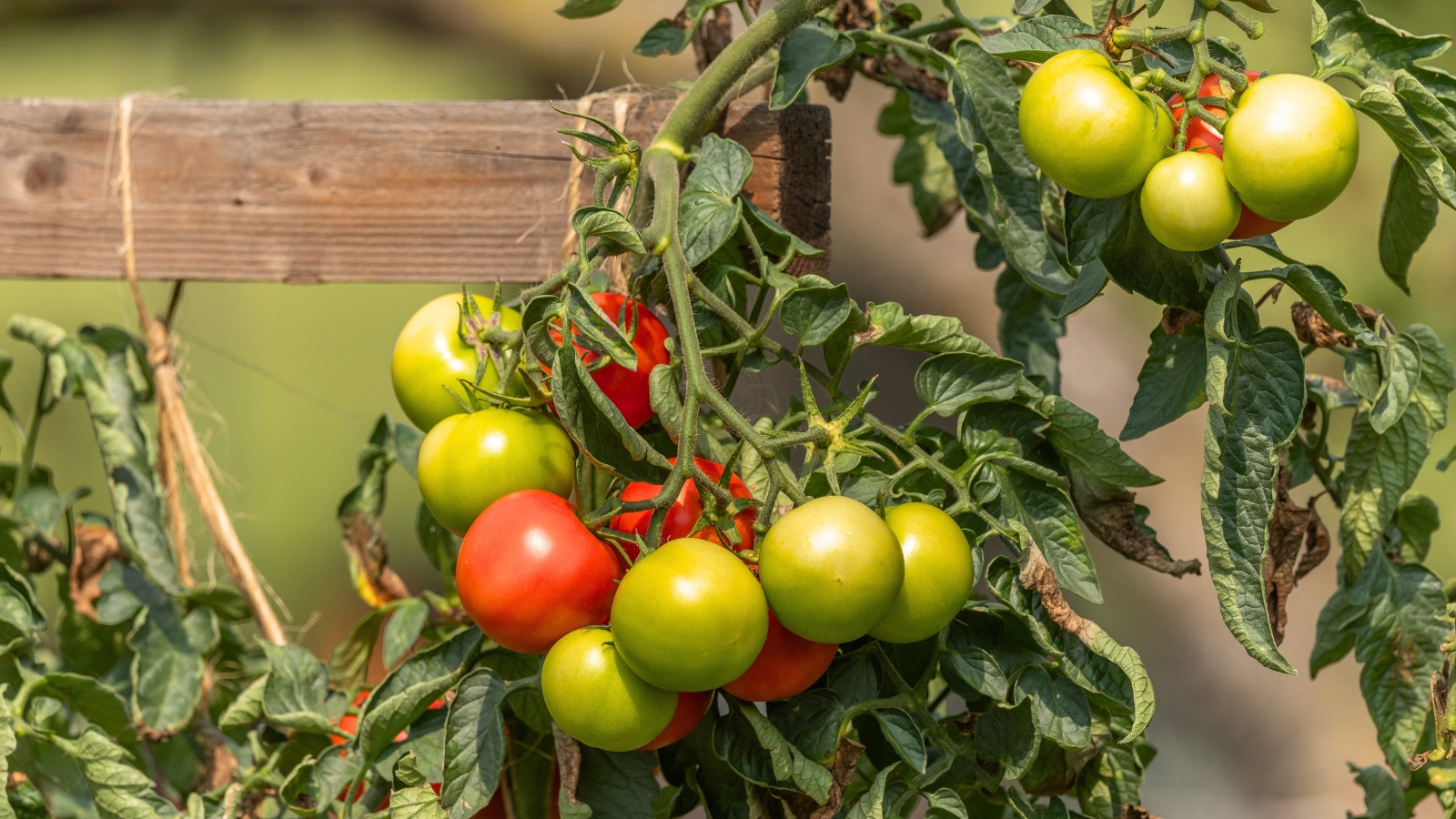 Near the wooden support, the ripe tomato bush flourishes, adorned with a mix of ripe red and unripe green fruits, interspersed among the lush, dark green leaves.