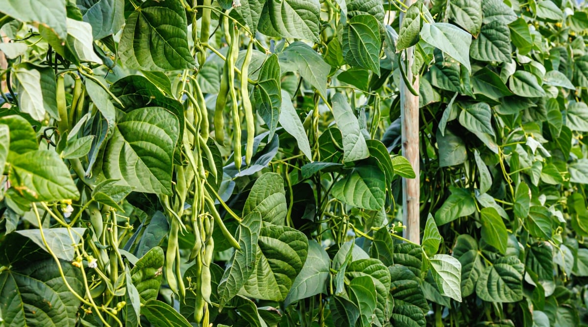 Close-up of a lush bean bush in a sunny garden. The plant has green wide leaves, smooth and slightly shiny, heart-shaped. The plant produces many thin edible pods containing bean seeds. These pods are long, thin, and green in color.