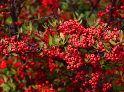 A shrub adorned with clusters of crimson berries and lush green leaves, creating a rich tapestry of color and texture in the garden landscape.