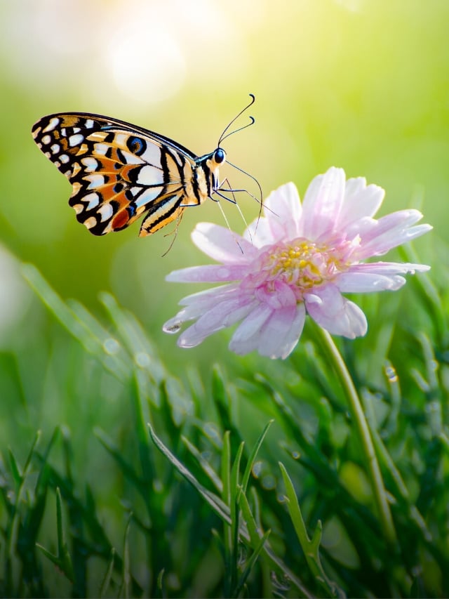 7 Different Ways to Attract Pollinators To Your Garden