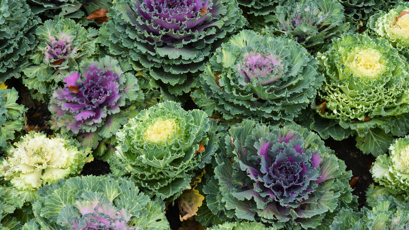 Ornamental cabbage showcases large, colorful rosettes of leaves with vibrant hues ranging from purple and pink to green and white, creating a striking visual display in a garden bed.