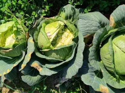 Three heads of cabbage that have split due to stress.