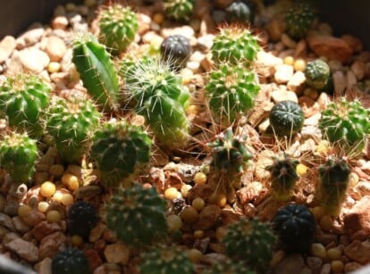 Growing cactus from seeds. Close-up of young sprouted cacti in a pot under sunlight. The plant produces upright, oval bodies with small spines. These cacti exhibit a vibrant green coloration.