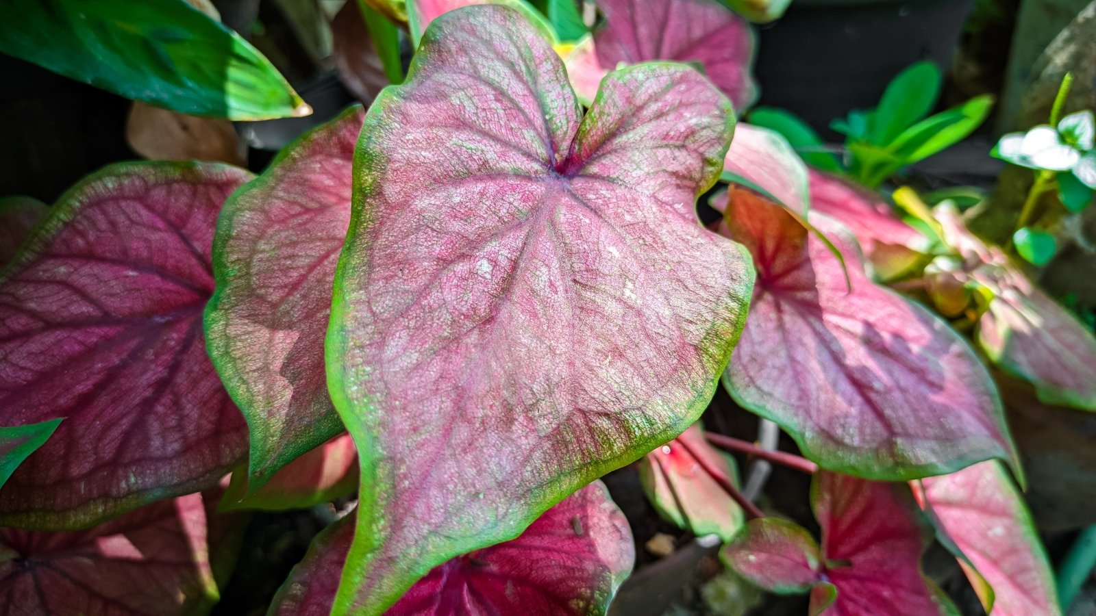 Heart to Heart 'Chinook' Caladium showcases colorful, heart-shaped leaves with intricate patterns in shades of pink, red, and green.
