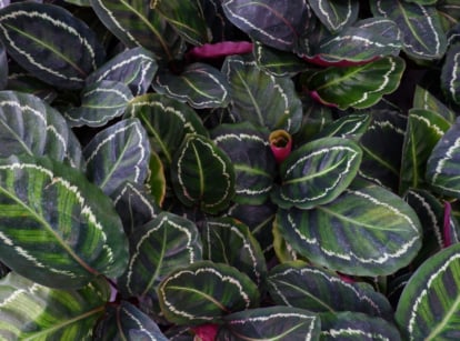 Calathea ‘Medallion’ leaves, showcasing their lush, broad oval shape with intricate patterns in vibrant green, white, and purple hues. The elegant foliage adds a touch of natural beauty to any indoor space.