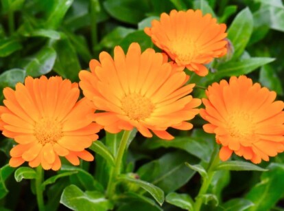 calendula