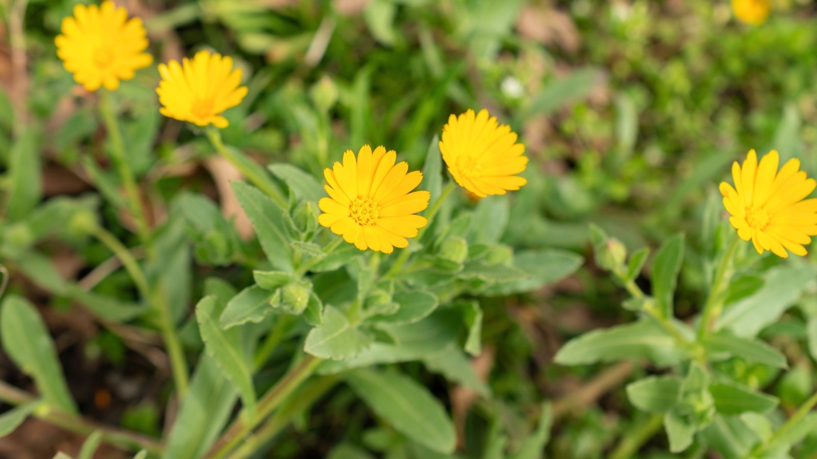 Calendula plants have lance-shaped, green leaves and daisy-like flowers in bright shades of yellow.