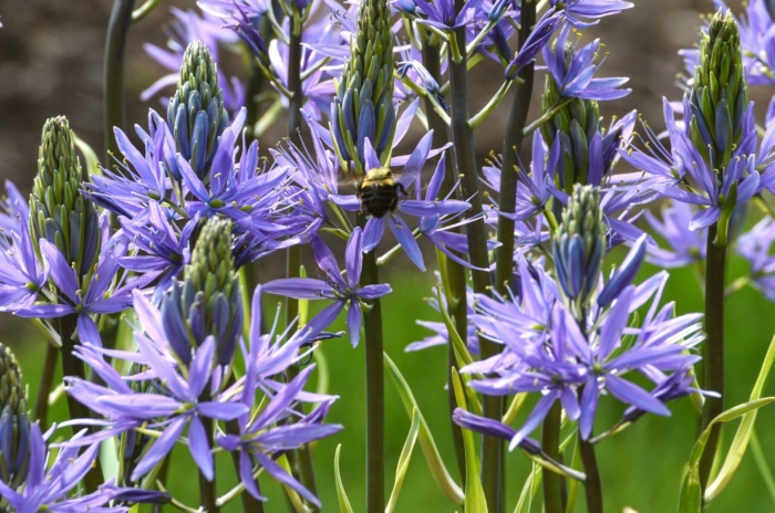 Close-up of flowering Camassia plants in a sunny garden. A small bumblebee sits on one of the flowers. The Camassia plant boasts slender, grass-like leaves that form dense tufts at the base, contrasting with its striking spike of star-shaped flowers. The flowers come in a soft purple color and emerge from tall stems. Each bloom features six petals arranged in a star-like pattern.