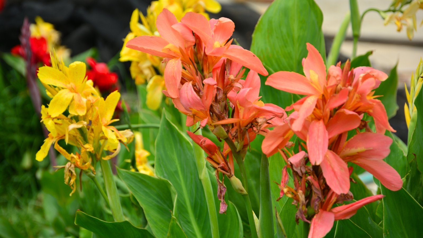 Canna lilies display tall, elegant stems and broad, paddle-shaped leaves, crowned with showy, lily-like flowers in yellow and coral shades.
