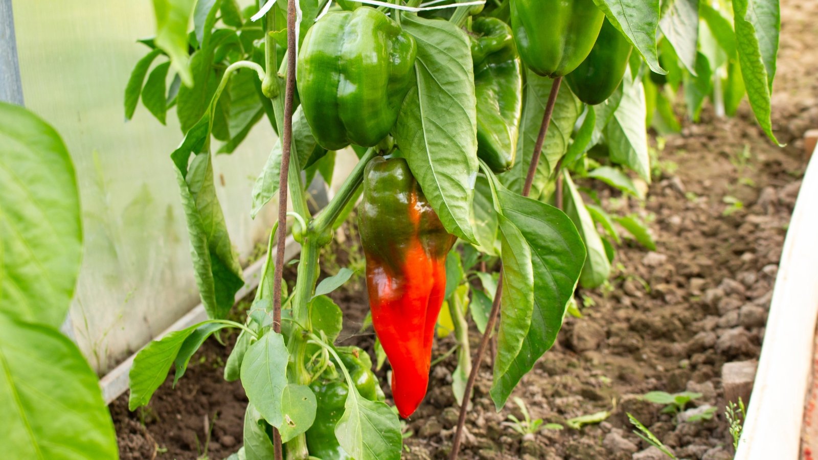 Sweet pepper plants display dark green foliage and bear bell-shaped fruits in an array of vibrant colors, including red and green, with a sweet, crisp flesh.