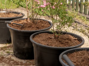 A close-up of blueberry bushes in large pots, soil rich and brown. Young stems reach skyward, branches sprouting with vigor. Green leaves dance in the sunlight, backdrop of blurred grasses in the garden.