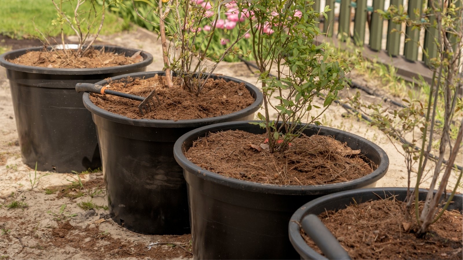 A close-up of blueberry bushes in large pots, soil rich and brown. Young stems reach skyward, branches sprouting with vigor. Green leaves dance in the sunlight, backdrop of blurred grasses in the garden.