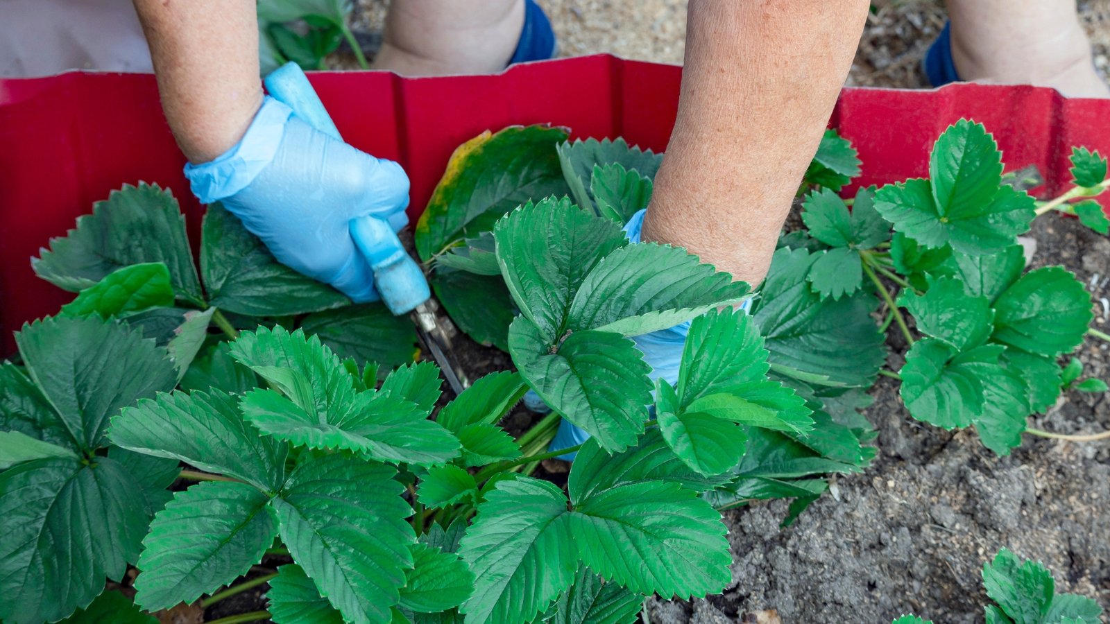 A close-up of garden strawberry bushes planted in rich brown soil, displaying their lush green leaves, with a hand using pruning shears to carefully trim the plants, ensuring healthy growth and abundant fruit production.