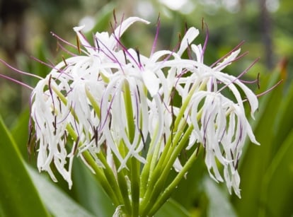 Caring for crinum lily