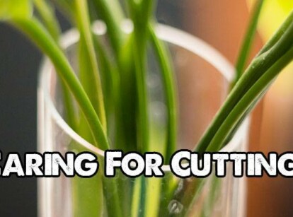Caring for Your Plant Cuttings