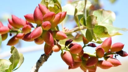 Caring for Pistachio trees